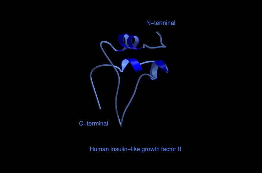 Human insulin-like growth factor II,mol.mode