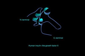 view Human insulin-like growth factor II,mol.mode