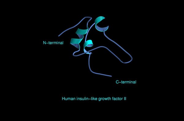 Human insulin-like growth factor II,mol.mode