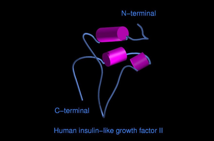 Human insulin-like growth factor II,mol.mode