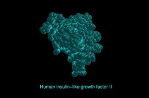 view Human insulin-like growth factor II,mol.mode