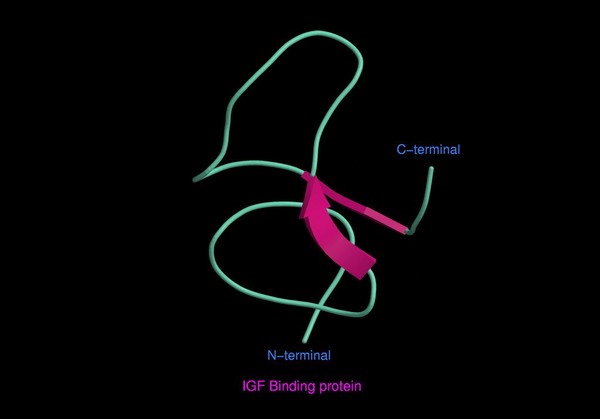 IGF binding protein - molecular model