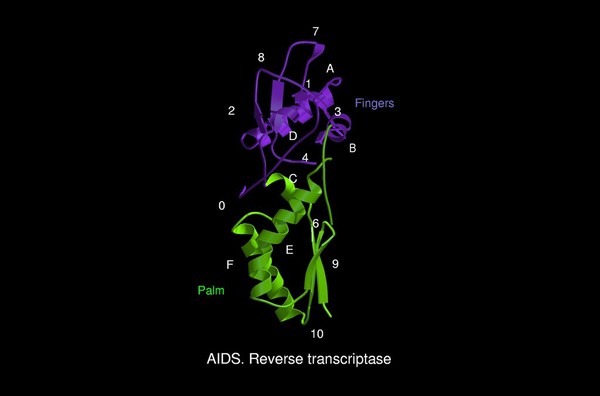 AIDS reverse transcriptase, mol. model