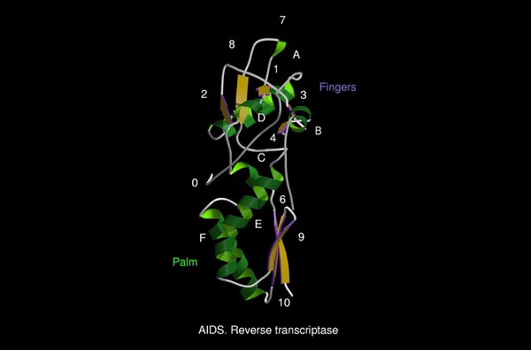 AIDS reverse transcriptase, mol. model