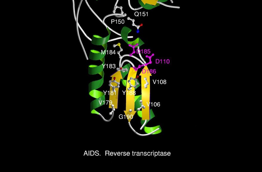 AIDS reverse transcriptase, mol. model