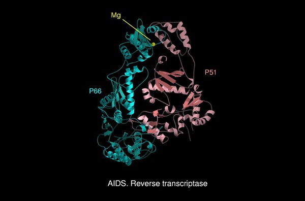 AIDS reverse transcriptase, mol. model