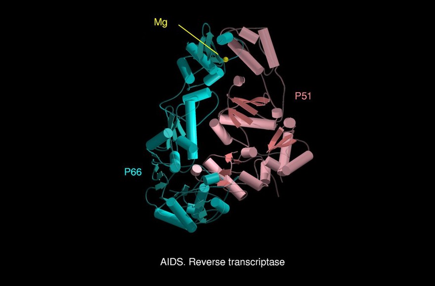 AIDS reverse transcriptase, mol. model