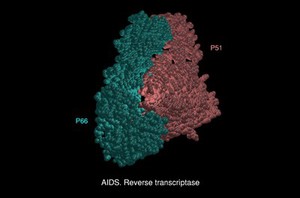 view AIDS reverse transcriptase, mol. model