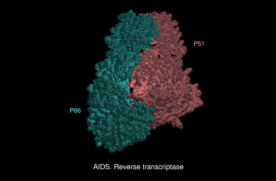 AIDS reverse transcriptase, mol. model