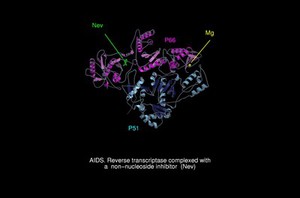 view AIDS, reverse transcriptase/Nev complex