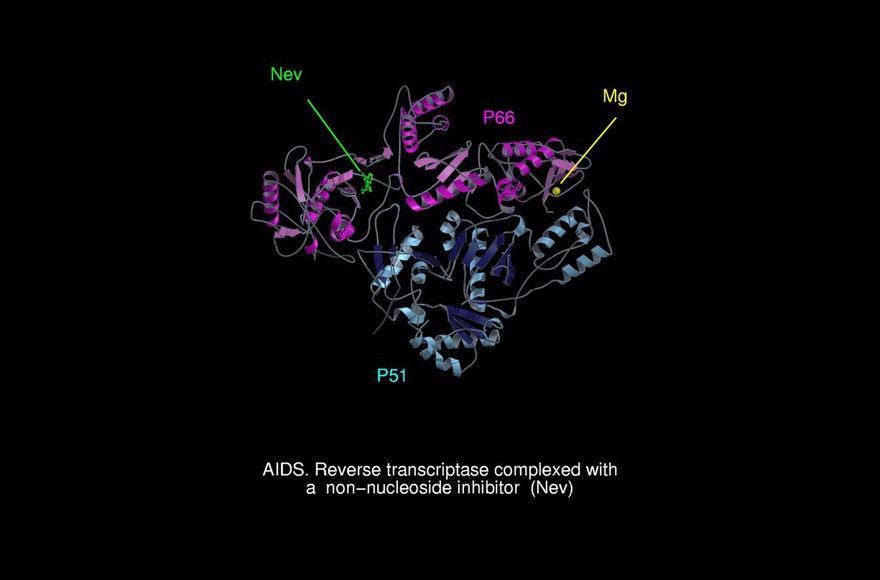AIDS, reverse transcriptase/Nev complex