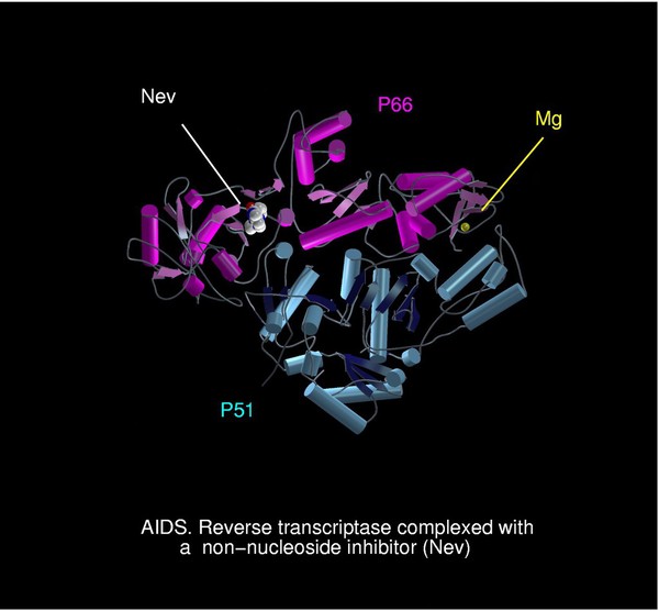 AIDS, reverse transcriptase/Nev complex