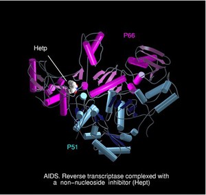 view AIDS, reverse transcriptase/Hept complex