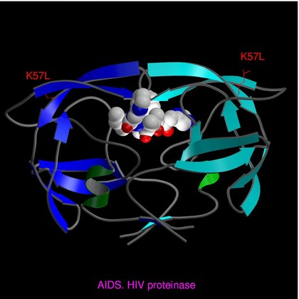 AIDS, HIV proteinase, molecular model