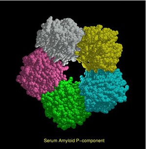 view Serum amyloid P-component, mol. model.