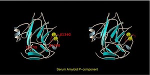 view Serum amyloid P-component, mol. model.