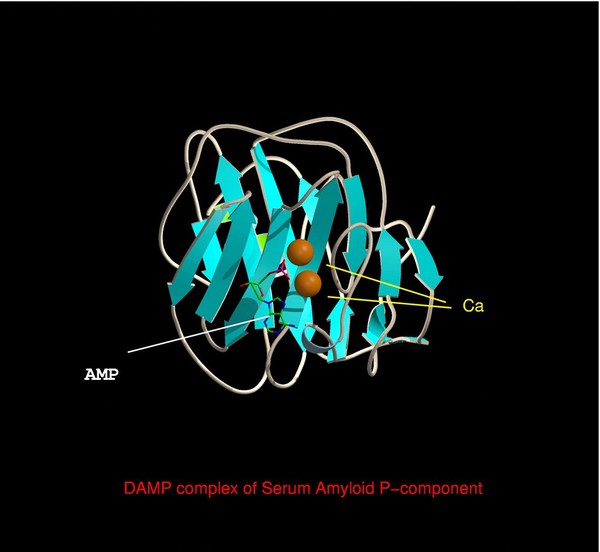 DAMP complex of serum amyloid P-component