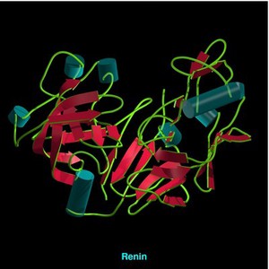 view Molecular model of renin