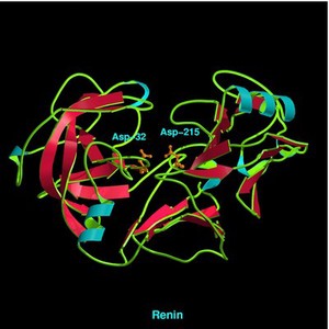 view Molecular model of renin
