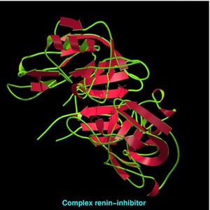 view Molecular model of renin-inhibitor complex