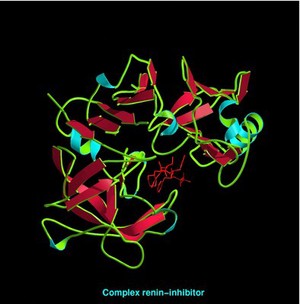 view Molecular model of renin-inhibitor complex