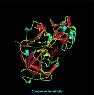 Molecular model of renin-inhibitor complex