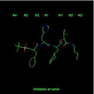 Molecular model of renin inhibitor