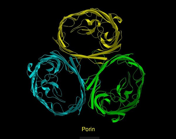 Molecular model of porin, ribbon diagram.
