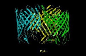 view Molecular model of porin, ribbon diagram.