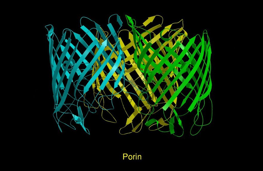 Molecular model of porin, ribbon diagram.
