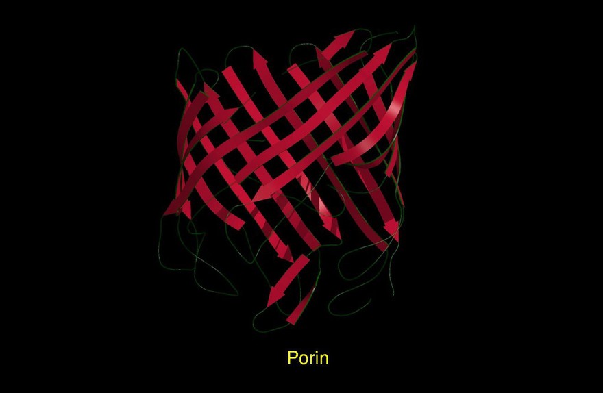 Molecular model of porin, ribbon diagram.