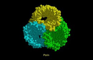 view Molecular model of porin, CPK model.