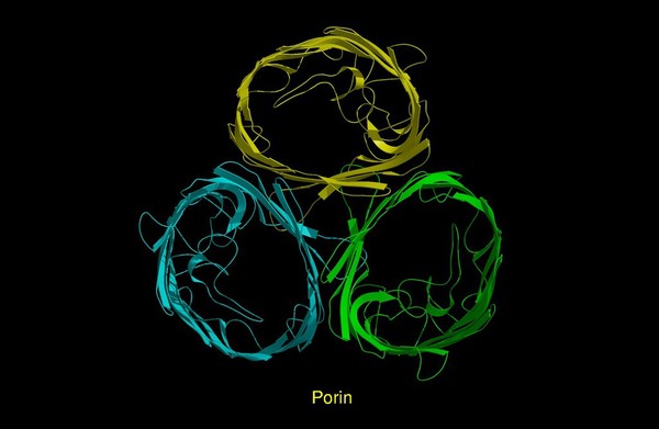 Molecular model of porin, ribbon diagram.