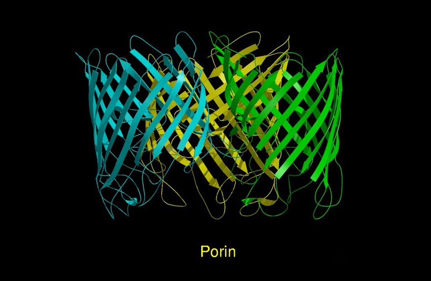 Molecular model of porin, ribbon diagram.