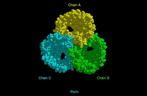 Molecular model of porin, CPK model.