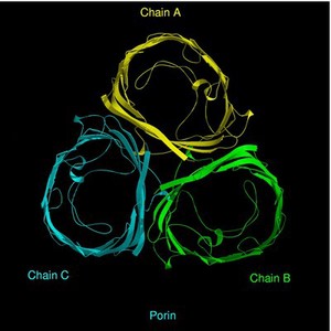 view Molecular model of porin, ribbon diagram.