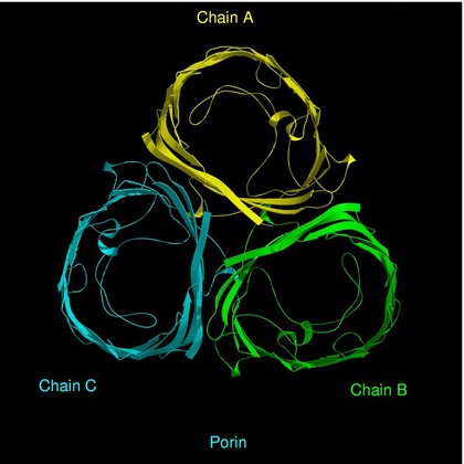 Molecular model of porin, ribbon diagram.