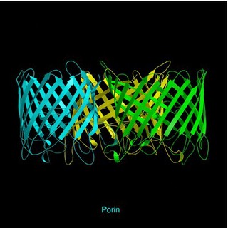 Molecular model of porin, ribbon diagram.