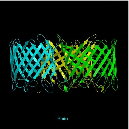 Molecular model of porin, ribbon diagram.
