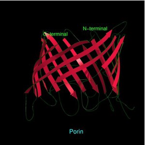 view Molecular model of porin, N and C terminals