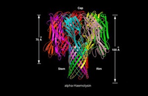 view Molecular model of alpha-haemolysin, + scale