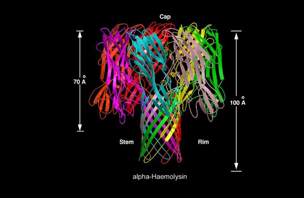 Molecular model of alpha-haemolysin, + scale