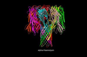 view Molecular model of alpha-haemolysin, ribbon