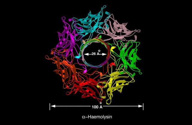 Molecular model of alpha-haemolysin, ribbon