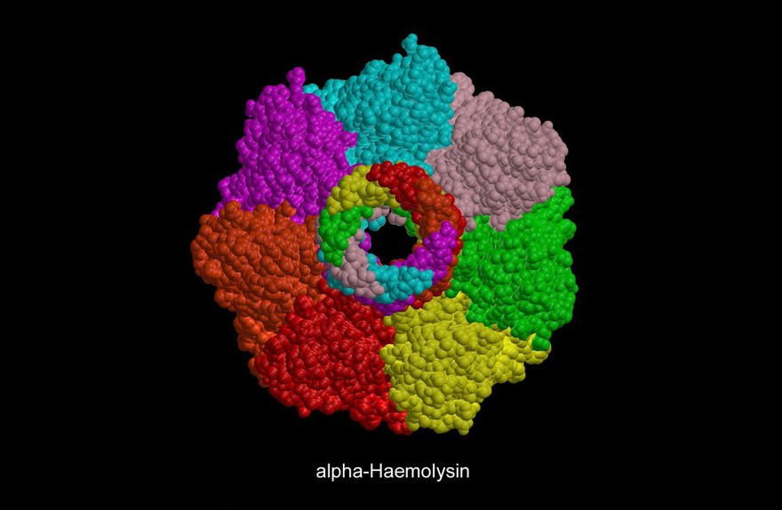 Molecular model (CPK) of alpha-haemolysin