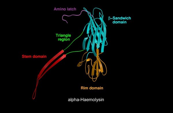 Molecular model of alpha-haemolysin, ribbon