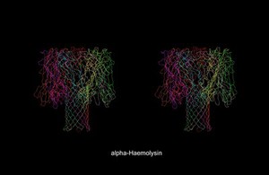 view Molecular model of alpha-haemolysin, stereo