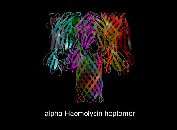 Molecular model of alpha-haemolysin heptamer,
