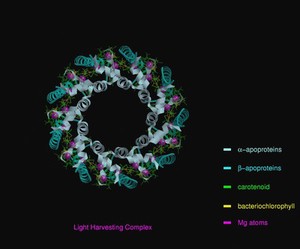 view Molecular model of light-harvesting complex of