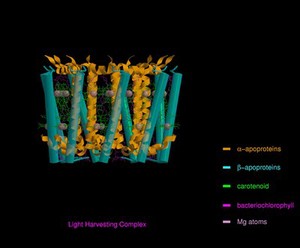 view Molecular model of light-harvesting complex of